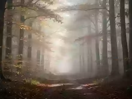 Ein nebliger Waldweg im Herbst mit goldenem Laub im diffusen Tageslicht. - Foto: über boerse-global.de