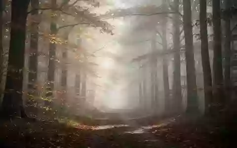 Ein nebliger Waldweg im Herbst mit goldenem Laub im diffusen Tageslicht. - Foto: über boerse-global.de