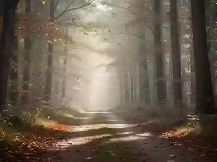 Ein friedlicher Waldweg im Herbstlicht, der zu Bewegung und körperlicher Aktivität einlädt. - Foto: über boerse-global.de