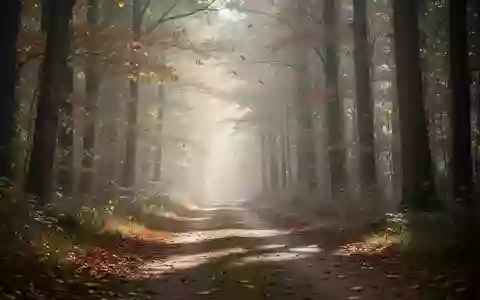 Ein friedlicher Waldweg im Herbstlicht, der zu Bewegung und körperlicher Aktivität einlädt. - Foto: über boerse-global.de