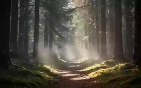 Ein ruhiger Waldweg im morgendlichen Nebel, der eine Atmosphäre von bewusster Erholung und mentaler Distanzierung vermittelt. - Foto: über boerse-global.de
