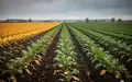 Weites Zuckerrübenfeld in einer herbstlichen Landschaft mit dunklem Ackerboden und grünen Pflanzenreihen unter bewölktem Himmel. - Foto: über boerse-global.de