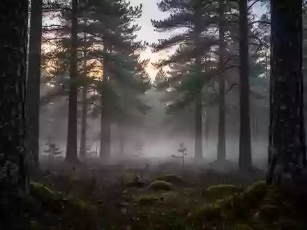 Ein nebeliger Wald in der Morgendämmerung symbolisiert natürliche Ruhe und physiologische Erholungsprozesse. - Foto: über boerse-global.de