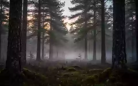 Ein nebeliger Wald in der Morgendämmerung symbolisiert natürliche Ruhe und physiologische Erholungsprozesse. - Foto: über boerse-global.de