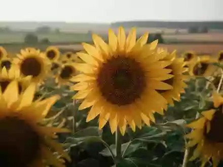 Ein sonnendurchflutetes Feld mit reifenden Sonnenblumen unter einem weiten Himmel. - Foto: über boerse-global.de