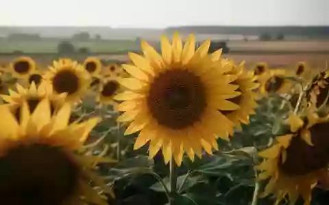 Ein sonnendurchflutetes Feld mit reifenden Sonnenblumen unter einem weiten Himmel. - Foto: über boerse-global.de
