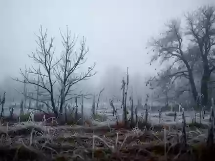 Eine frostige, kahle Winterlandschaft mit nebligem Himmel und kahlen Baumzweigen. - Foto: über boerse-global.de