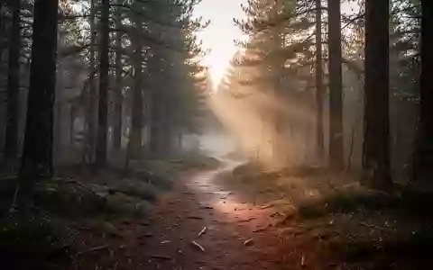 Ein nebliger Waldweg am frühen Morgen, der die Atmosphäre sportlicher Ausdaueraktivitäten in der Natur vermittelt. - Foto: über boerse-global.de
