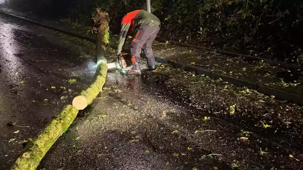 FW Weinheim: Umgestürzter Baum blockiert Straße in Nächstenbach. Feuerwehr Weinheim beseitigt Sturmschaden in den frühen Morgenstunden. - Bild: presseportal.de