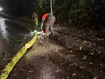 FW Weinheim: Umgestürzter Baum blockiert Straße in Nächstenbach. Feuerwehr Weinheim beseitigt Sturmschaden in den frühen Morgenstunden. - Foto: presseportal.de