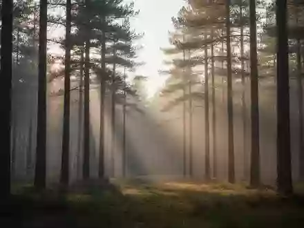 Ein ruhiger Wald bei Sonnenaufgang mit sanftem Licht, das durch die Bäume fällt und eine Atmosphäre der Stille vermittelt. - Foto: über boerse-global.de