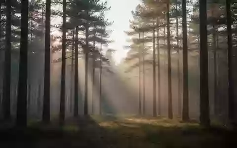 Ein ruhiger Wald bei Sonnenaufgang mit sanftem Licht, das durch die Bäume fällt und eine Atmosphäre der Stille vermittelt. - Foto: über boerse-global.de