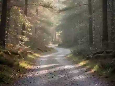 Ein gewundener Waldweg in einer ruhigen, sonnendurchfluteten Naturlandschaft, der zu Bewegung und Spaziergängen einlädt. - Foto: über boerse-global.de