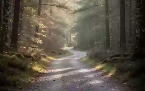 Ein gewundener Waldweg in einer ruhigen, sonnendurchfluteten Naturlandschaft, der zu Bewegung und Spaziergängen einlädt. - Foto: über boerse-global.de