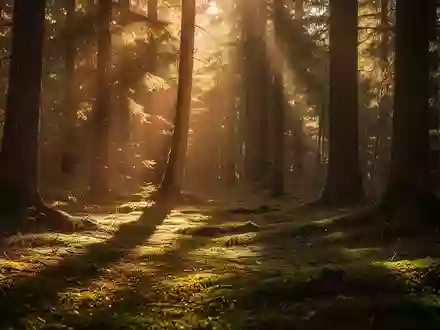 Sonnenlicht fällt durch ein dichtes Blätterdach in einen Wald und symbolisiert die Bedeutung von Licht für das Wohlbefinden. - Foto: über boerse-global.de