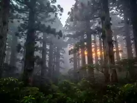 Ein nebliger Zedernwald bei Dämmerung mit sanftem Regen auf dem Blattwerk, der eine ruhige und entspannende Atmosphäre ausstrahlt. - Foto: über boerse-global.de
