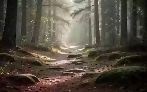 Ein von der Morgensonne durchfluteter Waldpfad, der zu Bewegung und einem aktiven Lebensstil in der Natur einlädt. - Foto: über boerse-global.de