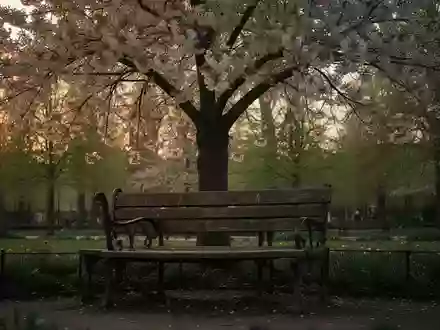 Symbolbild: Parkbank unter einem blühenden Baum - Foto: über boerse-global.de