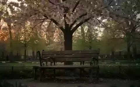 Symbolbild: Parkbank unter einem blühenden Baum - Foto: über boerse-global.de