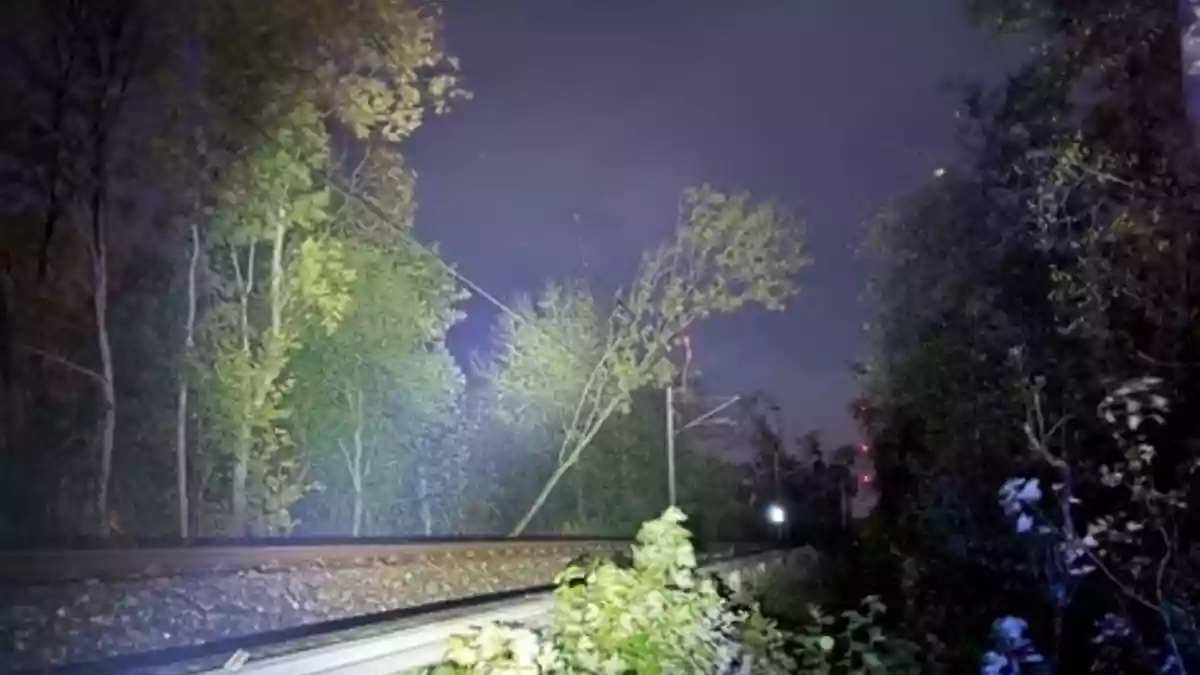 BPOL-FL: Baum fällt in Oberleitung - Einzelne Äste brennen - Bild: presseportal.de