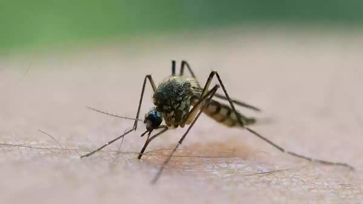 In Deutschland wird das Virus vor allem durch heimische Culex-Mücken übertragen. (Symbolbild)  - Bild: Patrick Pleul/dpa