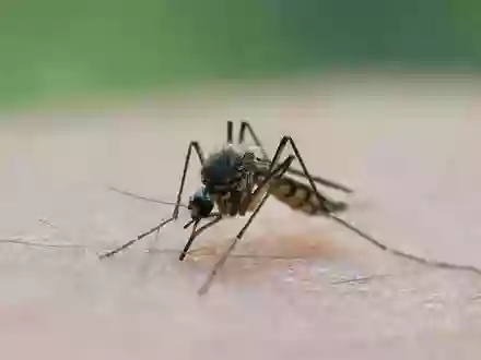 In Deutschland wird das Virus vor allem durch heimische Culex-Mücken übertragen. (Symbolbild)  - Foto: Patrick Pleul/dpa