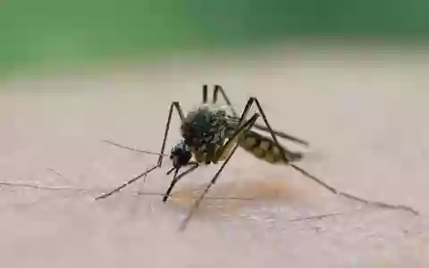 In Deutschland wird das Virus vor allem durch heimische Culex-Mücken übertragen. (Symbolbild) - Foto: Patrick Pleul/dpa