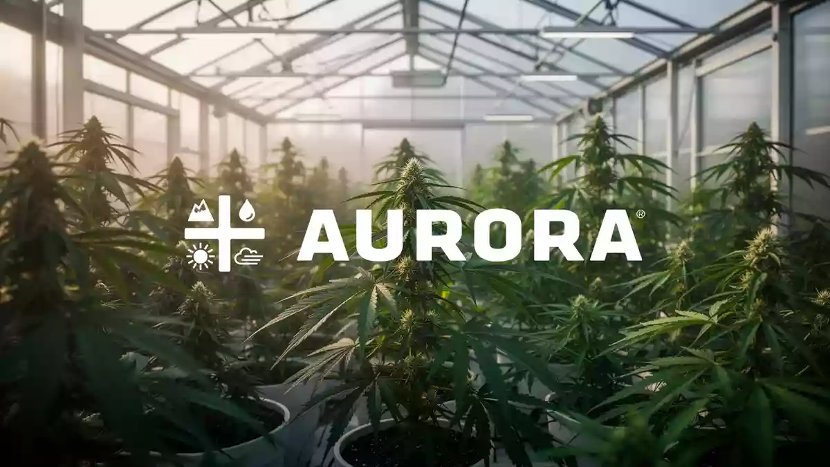 Nahaufnahme von grünen Pflanzen in einem modernen Gewächshaus als Symbol für die Cannabis-Industrie. Illustration mit AI erstellt.