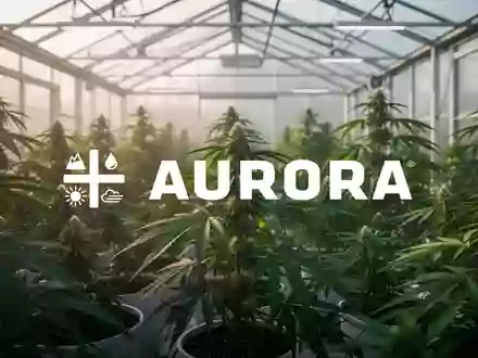 Nahaufnahme von grünen Pflanzen in einem modernen Gewächshaus als Symbol für die Cannabis-Industrie. - Foto: über boerse-global.de