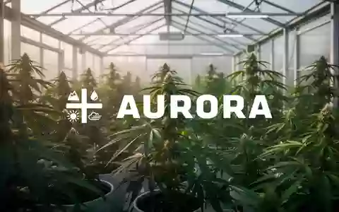 Nahaufnahme von grünen Pflanzen in einem modernen Gewächshaus als Symbol für die Cannabis-Industrie. - Foto: über boerse-global.de