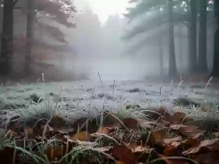 Mit Raureif bedeckte herbstliche Wiese in einer nebligen Morgenstimmung. - Foto: über boerse-global.de