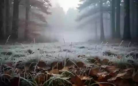 Mit Raureif bedeckte herbstliche Wiese in einer nebligen Morgenstimmung. - Foto: über boerse-global.de