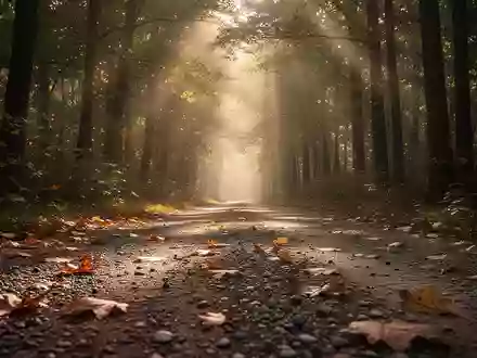 Ein von Sonnenlicht durchfluteter Waldweg mit herbstlichem Laub am Boden. - Foto: über boerse-global.de