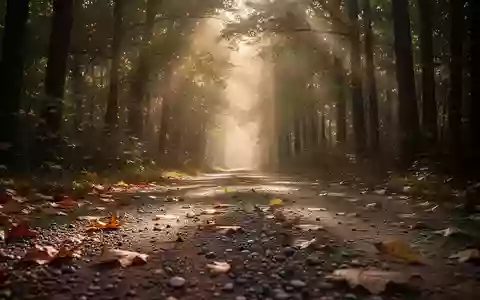 Ein von Sonnenlicht durchfluteter Waldweg mit herbstlichem Laub am Boden. - Foto: über boerse-global.de