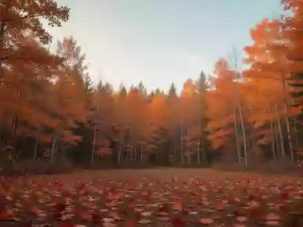 Eine herbstliche kanadische Waldlandschaft mit buntem Laub unter einem klaren Himmel. - Foto: über boerse-global.de