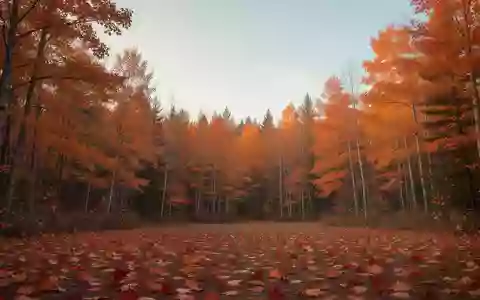 Eine herbstliche kanadische Waldlandschaft mit buntem Laub unter einem klaren Himmel. - Foto: über boerse-global.de