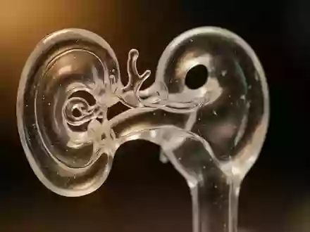 Eine Nahaufnahme eines gläsernen Modells der menschlichen Cochlea in einer klinischen Umgebung. - Foto: über boerse-global.de