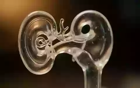 Eine Nahaufnahme eines gläsernen Modells der menschlichen Cochlea in einer klinischen Umgebung. - Foto: über boerse-global.de
