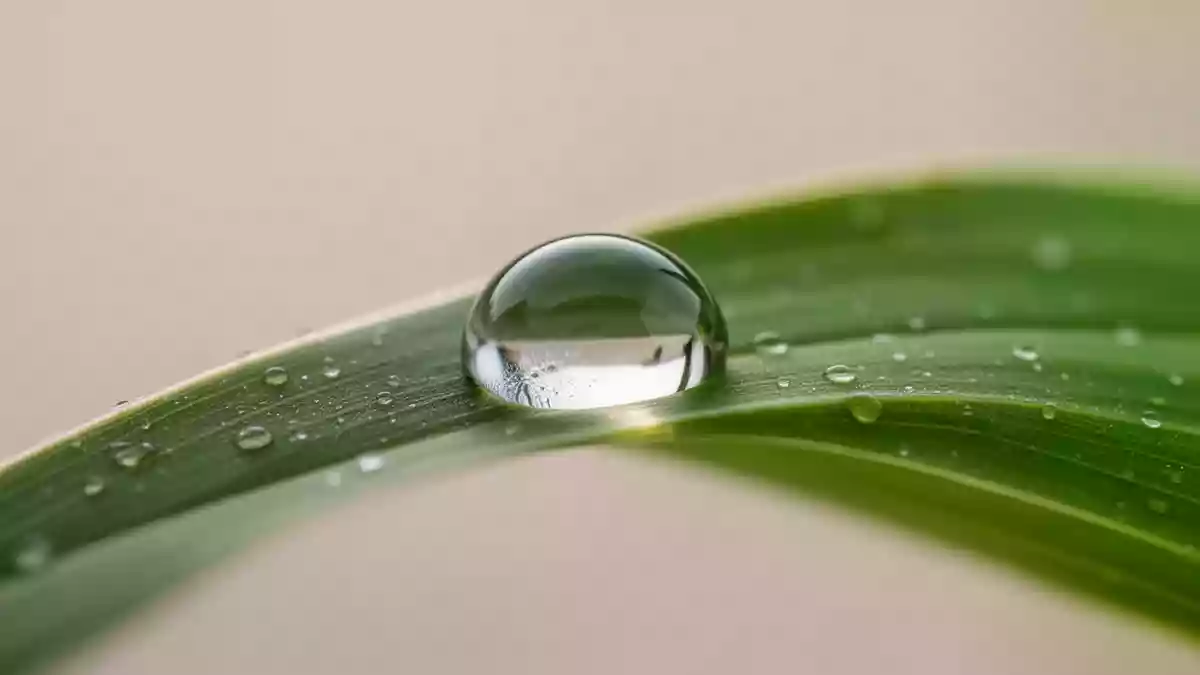 Ein einzelner Wassertropfen auf einem grünen Blatt als Symbol für Heilung und biologische Regeneration. Illustration mit AI erstellt.