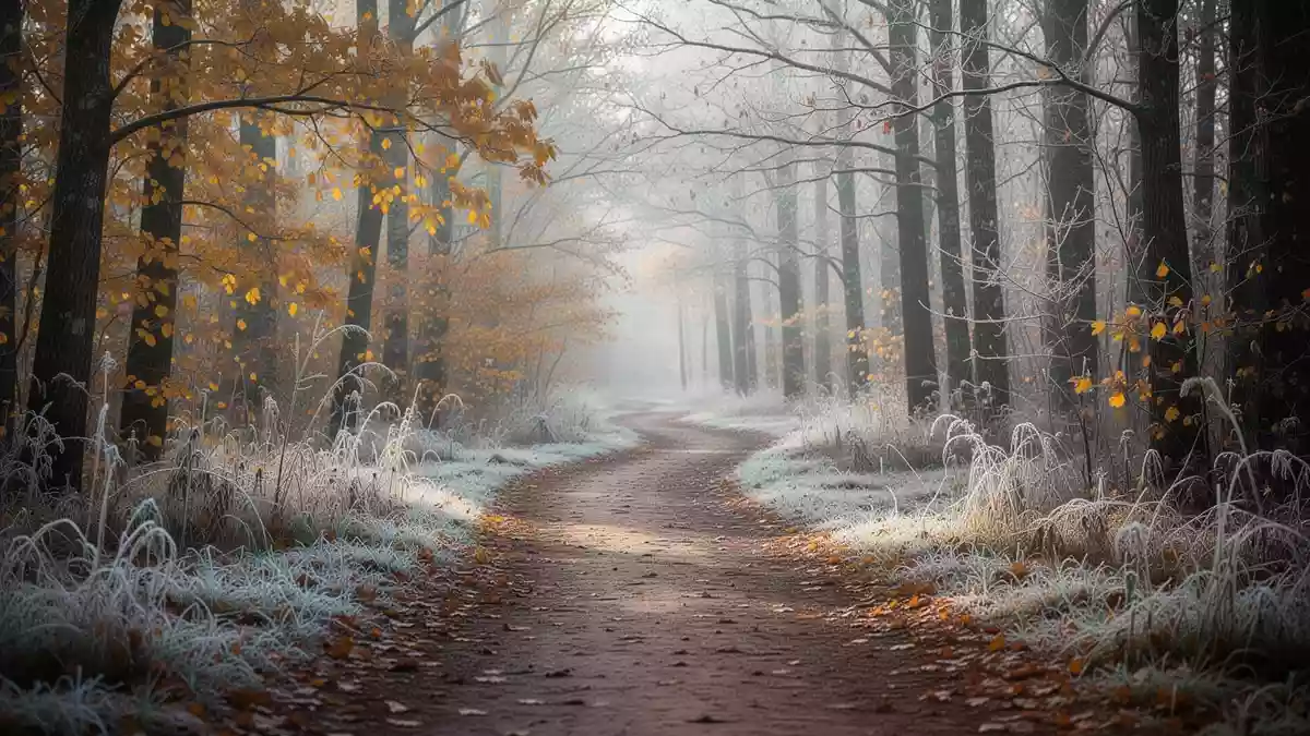 Ein herbstlicher Waldweg mit frostigem Boden und goldenem Laub im sanften Morgenlicht. Illustration mit AI erstellt.