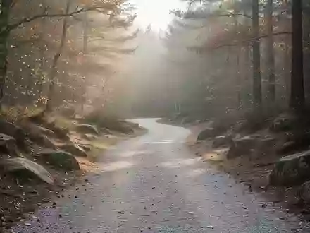 Ein sanfter, ebener Kiesweg in einem herbstlichen Wald bei weichem Morgenlicht. - Foto: über boerse-global.de