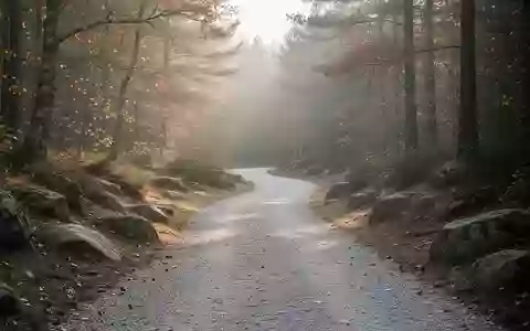 Ein sanfter, ebener Kiesweg in einem herbstlichen Wald bei weichem Morgenlicht. - Foto: über boerse-global.de
