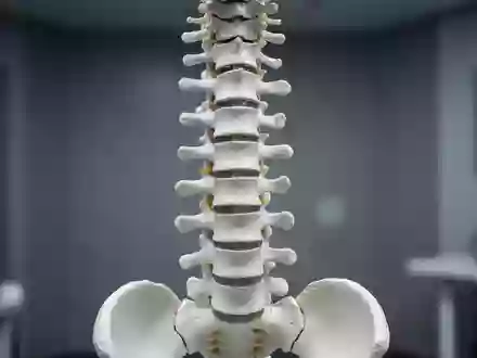 Ein anatomisches Modell der menschlichen Wirbelsäule in einem sterilen, klinischen Umfeld. - Foto: über boerse-global.de