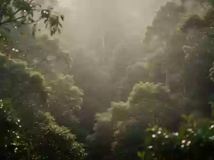 Sonnenlicht fällt durch ein dichtes Blätterdach in einem Wald, das die Bedeutung natürlicher Lichtquellen betont. - Foto: über boerse-global.de