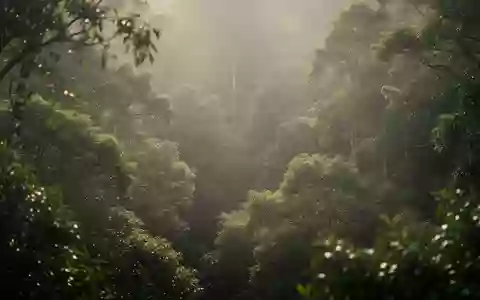 Sonnenlicht fällt durch ein dichtes Blätterdach in einem Wald, das die Bedeutung natürlicher Lichtquellen betont. - Foto: über boerse-global.de