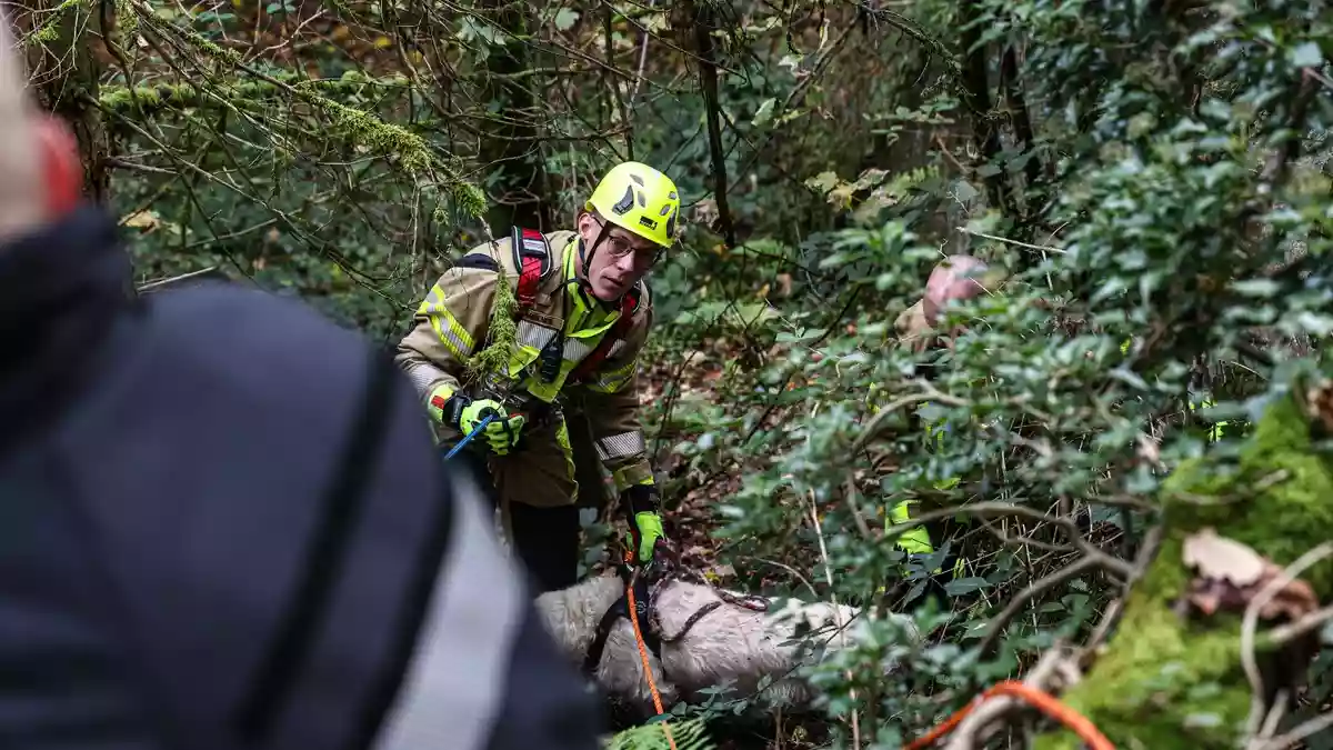 FW-MK: Feuerwehr rettet Golden Retriever aus Steilhang im Iserlohner Stadtwald - Bild: presseportal.de