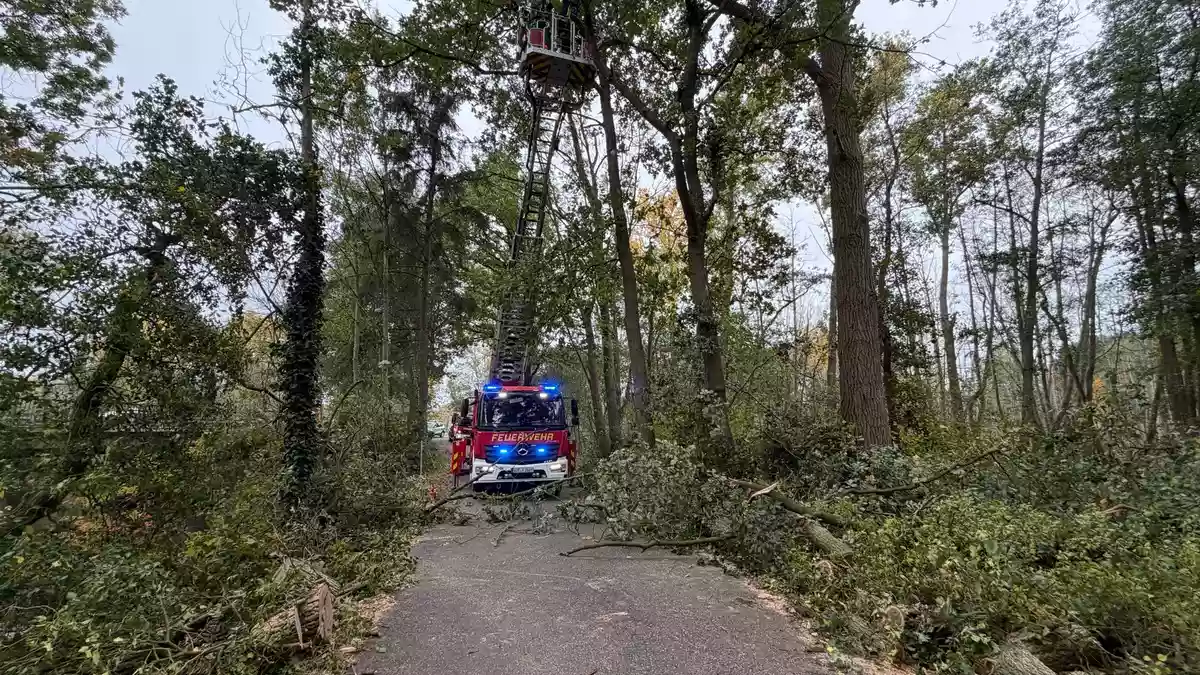 FFW Schwalmtal: Umgestürzter Baum auf dem Harikseeweg - Bild: presseportal.de