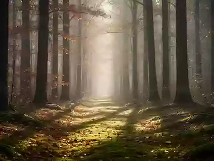 Ein sonnendurchfluteter Waldpfad im Herbst mit weichem Licht und Moosboden, der Ruhe und Entspannung vermittelt. - Foto: über boerse-global.de