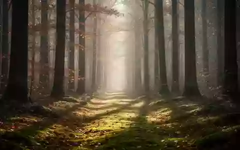 Ein sonnendurchfluteter Waldpfad im Herbst mit weichem Licht und Moosboden, der Ruhe und Entspannung vermittelt. - Foto: über boerse-global.de