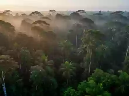 Dichter, unberührter tropischer Regenwald mit dichtem Blätterdach im sanften Licht der Morgendämmerung. - Foto: über boerse-global.de